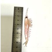 Наживка (твистер) креветка цвет розовый с блёсками NIKKO 087